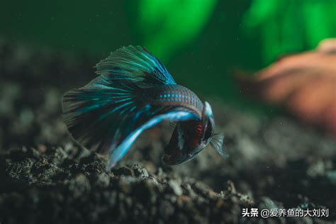 魚打架|觀賞魚為什麼打架？8個原因！如何阻止它們？